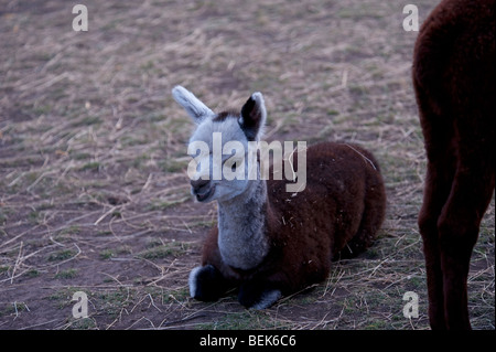 Veau d'alpaga, Tasmanie, Australie Banque D'Images