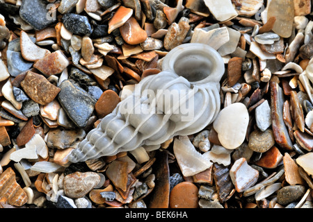 Wentletrap Epitonium commune (clathrus) sur plage, Belgique Banque D'Images
