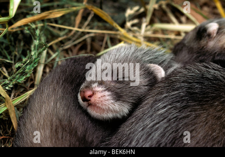 Jeune européen putois (Mustela putorius) recroquevillé ainsi dormir dans leur nid dans le foin à grange de ferme Banque D'Images