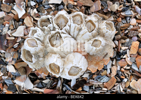 Les balanes Acorn / Rock balanes (Semibalanus balanoides) sur la carapace de crabe, Belgique Banque D'Images