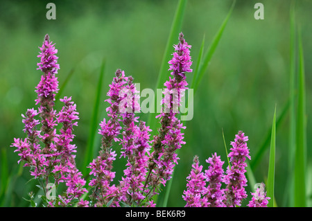 Dans la salicaire (Lythrum salicaria) fleurs dans un pré, France Banque D'Images