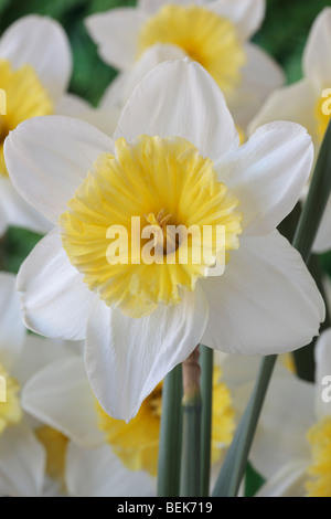 Narcissus 'Ice Follies' (Jonquille) Div.2 Grand-rondelles Banque D'Images