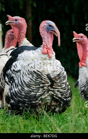 La Turquie domestiques mâles avec les femelles (Meleagris gallopavo) à la ferme avicole Banque D'Images