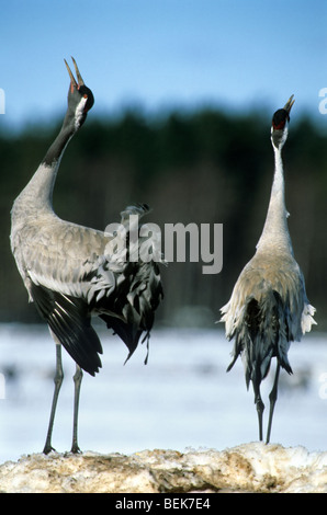 Grues cendrées (Grus grus) appelant dans la neige au printemps, Suède Banque D'Images