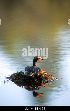 Horned Grebe Slavonie / (Podiceps auritus) au nid, Suède Banque D'Images