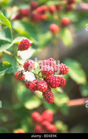 Framboisier avec fruits Banque D'Images