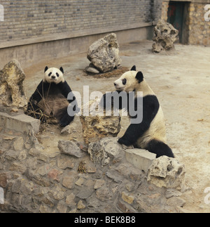 Pandas dans leurs enclos dans Zoo de Beijing, Beijing, Chine Banque D'Images