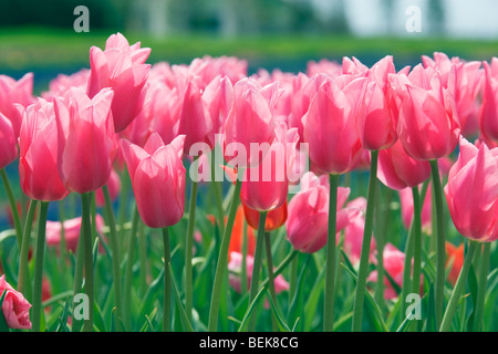 Tulipes roses Banque D'Images