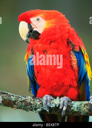 Macaw parrot assis sur une branche Banque D'Images