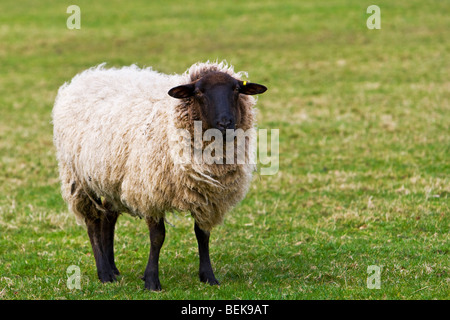 Mouton noir face à Meadow Banque D'Images