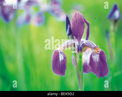 Close up of iris bleu Banque D'Images