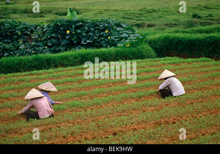 Les personnes qui travaillent dans les champs. DALAT. Hauts Plateaux du centre. Le VIETNAM. Banque D'Images