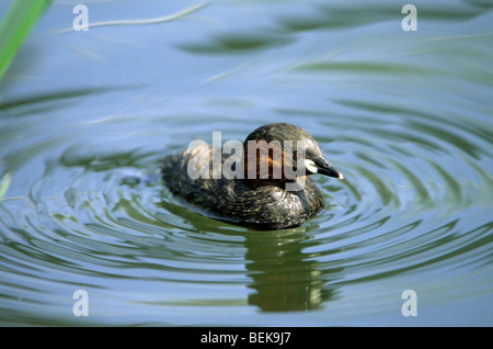 Grèbe castagneux (Tachybaptus ruficollis) natation, Allemagne Banque D'Images