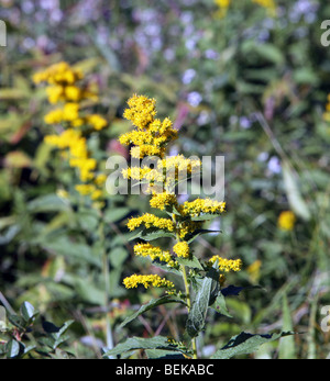 Verge d'or graminifoliée dur raide Solidago rigida mauvaises herbes jaune fleurs sauvages fleurs sauvages. Banque D'Images