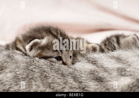 Stock photo de chatons de lait de lait de leur mère. Banque D'Images