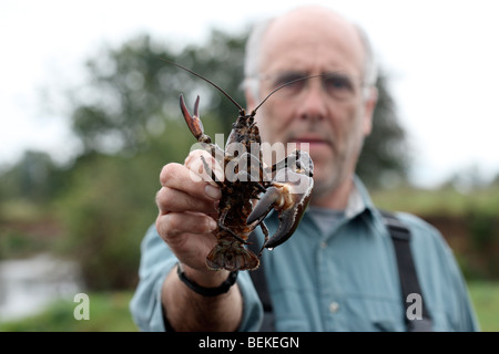 L'écrevisse signal, Pacifastacus leniusculus, dans mans hand, Midlands, Octobre 2009 Banque D'Images