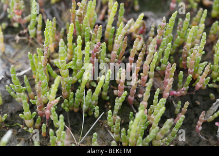 Salicorne (Salicornia europaea marais) les plantes croissant dans marsh Banque D'Images