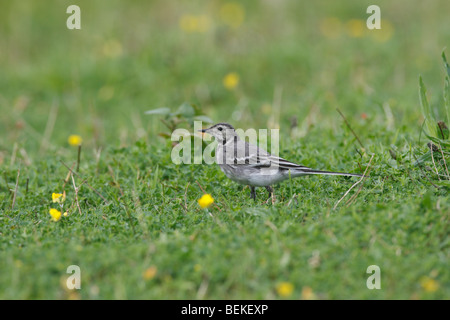 Bergeronnette printanière (Motacilla alba grèbe juvénile) la chasse dans les pâturages Banque D'Images