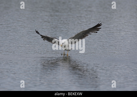 Noir moindre Goéland marin (Larus fiscus) arrivant sur la terre dans l'eau Banque D'Images