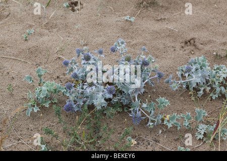Holly (Eryngium maritimum mer) floraison des plantes sur les dunes Banque D'Images
