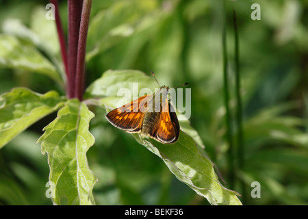 Grand skipper (Ochlodes venata) femelle se nourrissant de fleur Banque D'Images