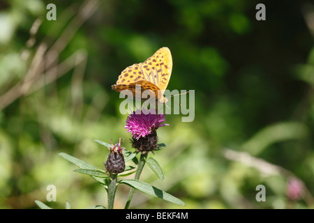 Lavé argent fritillary (Argynnis paphia) mâle se nourrissant de centaurée maculée Banque D'Images