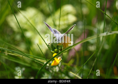 Blue (Polyommatus icarus commune) femelle sur vesce Banque D'Images