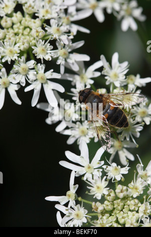 Eristalis tenax (fly drone) se nourrissant de persil d'imbéciles Banque D'Images