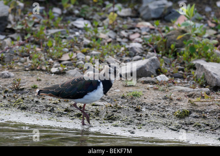 Le vanneau sociable (Vanellus vanellus) à bord de l'eau Banque D'Images