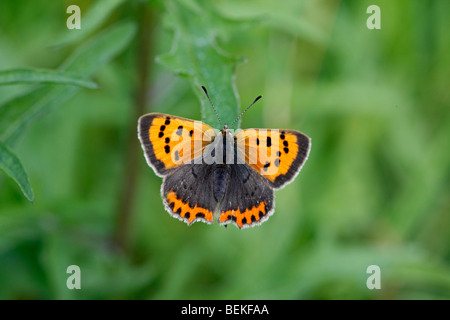 Petit cuivre (Lycaena phlaeas) au repos on leaf Banque D'Images