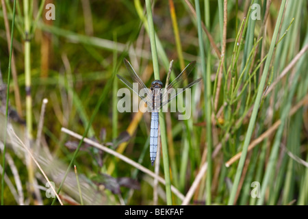 Orthetrum coerulescens Keeled skimmer (mâle) au repos sur reed Banque D'Images