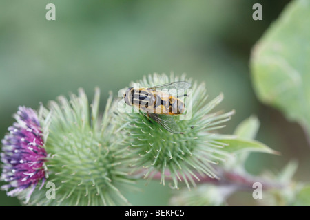 Hoverfly (Helophilus pendulus) au repos sur fleur Banque D'Images