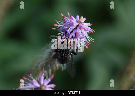 Sarcophaga carnaria mouche à viande (fleurs) sur Banque D'Images