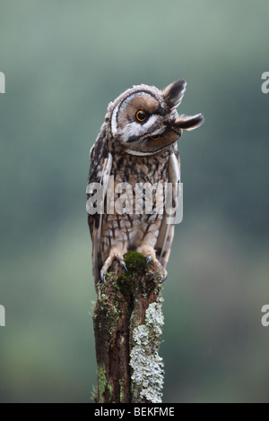 Long eared Owl (Asio otus) perching on fence post Banque D'Images