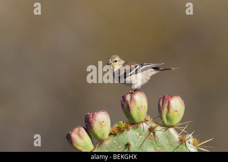 Chardonneret jaune (Carduelis tristis), des profils sur cactus en plumage d'hiver, soudeur Wildlife Refuge, Sinton, Texas, États-Unis Banque D'Images