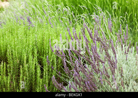 Jardin de vivaces de la californie avec un fond vert Banque D'Images