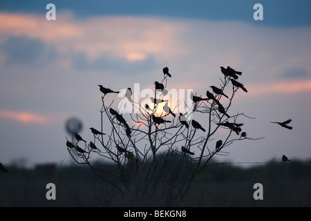 Grand-queue Quiscale bronzé (Quiscalus mexicanus), groupe au coucher du soleil, soudeur Wildlife Refuge, Sinton, Texas, États-Unis Banque D'Images