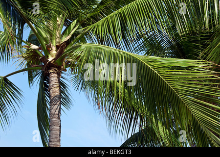 Hawaiian Palm arbres abattus par le bas sur une journée ensoleillée Banque D'Images