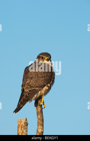 Merlin (Falco columbarius), perché sur les adultes, Sinton, Corpus Christi, Coastal Bend, Texas, États-Unis Banque D'Images