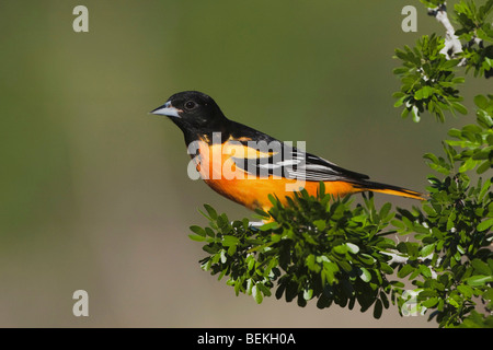 L'Oriole de Baltimore (Icterus galbula) mâle, Sinton, Corpus Christi, Coastal Bend, Texas, États-Unis Banque D'Images