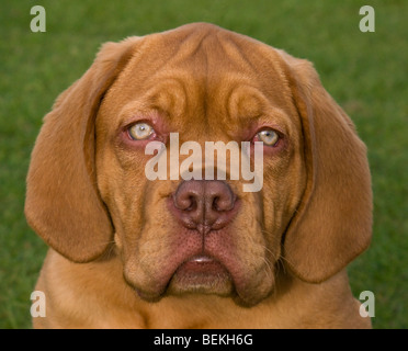 Dogue de Bordeaux puppy, nommé Gucci. Banque D'Images