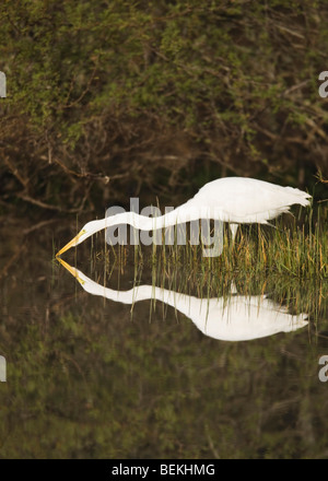 Grande Aigrette (Ardea alba), adulte, Sinton, Corpus Christi, Coastal Bend, Texas, États-Unis Banque D'Images