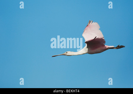 Roseate Spoonbill (Ajaia ajaja), immature en vol, Sinton, Corpus Christi, Coastal Bend, Texas, États-Unis Banque D'Images