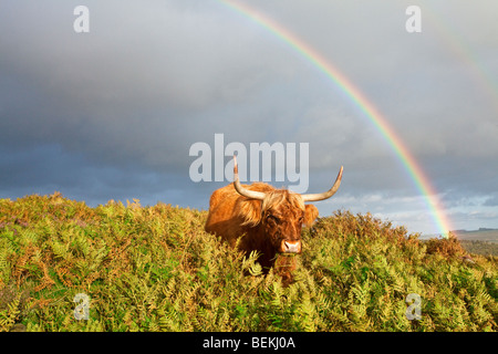 Buxton sur Highland cattle Edge dans le Peak District au cours d'une tempête avec un arc-en-ciel vif passage Banque D'Images