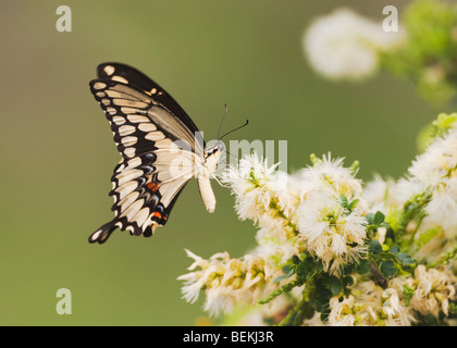 Grand porte-queue (Papilio cresphontes), adulte se nourrissant de fleur, Sinton, Corpus Christi, Coastal Bend, Texas, États-Unis Banque D'Images