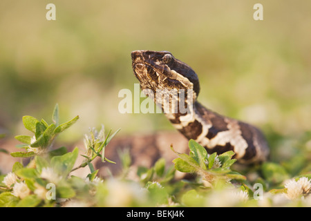 Western Cottonmouth (Agkistrodon leucostoma piscivores), adulte, soudeur Wildlife Refuge, Sinton, Texas, États-Unis Banque D'Images