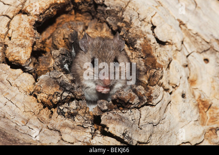 Souris à pattes blanches (Peromyscus leucopus), des profils dans le trou d'arbre, Sinton, Corpus Christi, Coastal Bend, Texas, États-Unis Banque D'Images