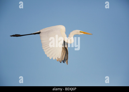 Grande Aigrette (Ardea alba), les adultes en vol, Sinton, Corpus Christi, Coastal Bend, Texas, États-Unis Banque D'Images