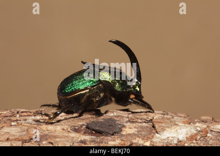 Scarab (arc-en-ciel Phanaeus vindex), mâle adulte, Sinton, Corpus Christi, Coastal Bend, Texas, États-Unis Banque D'Images