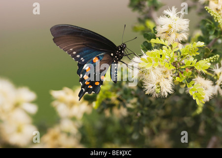 Battus philenor Pipevine Swallowtail (adultes), se nourrissant de fleur, Sinton, Corpus Christi, Coastal Bend, Texas, États-Unis Banque D'Images